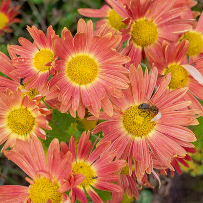 Chrysanthemum 'Cottage Apricot'