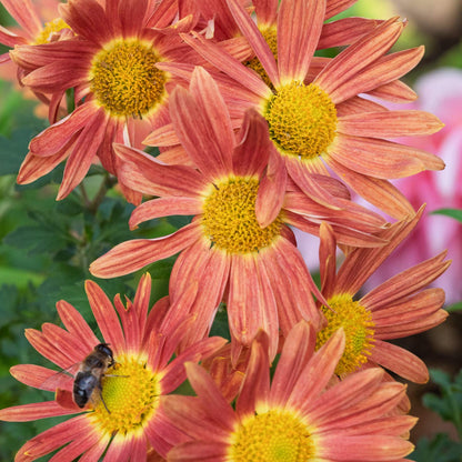 Chrysanthemum 'Cottage Apricot'