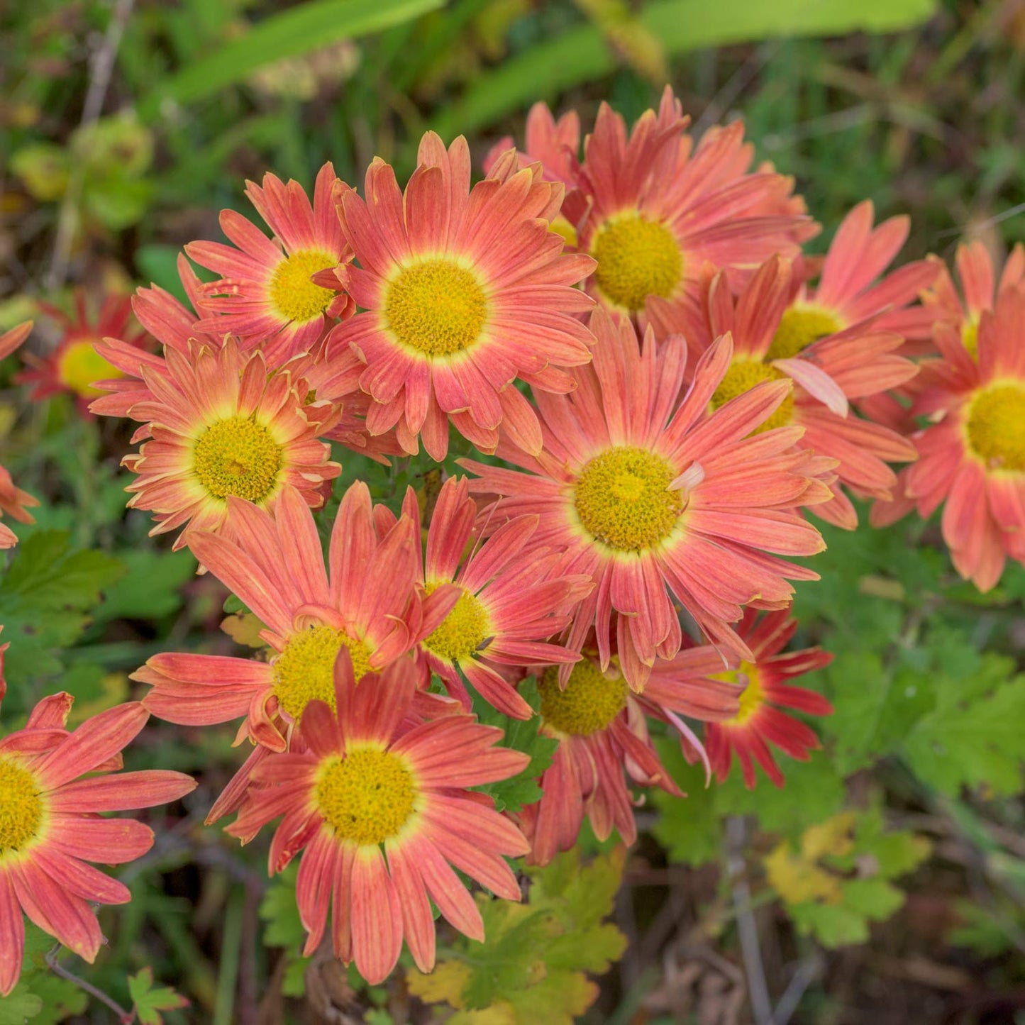 Chrysanthemum 'Cottage Apricot'