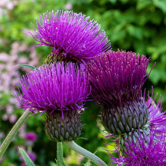 Cirsium rivulare 'Trevor's Blue Wonder'