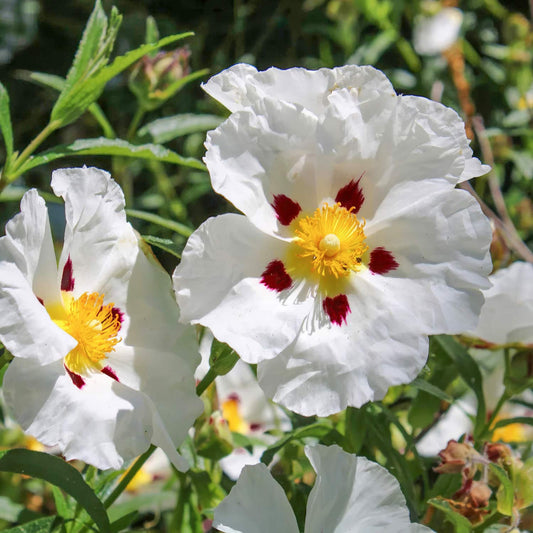 Cistus x purpureus 'Alan Fradd'