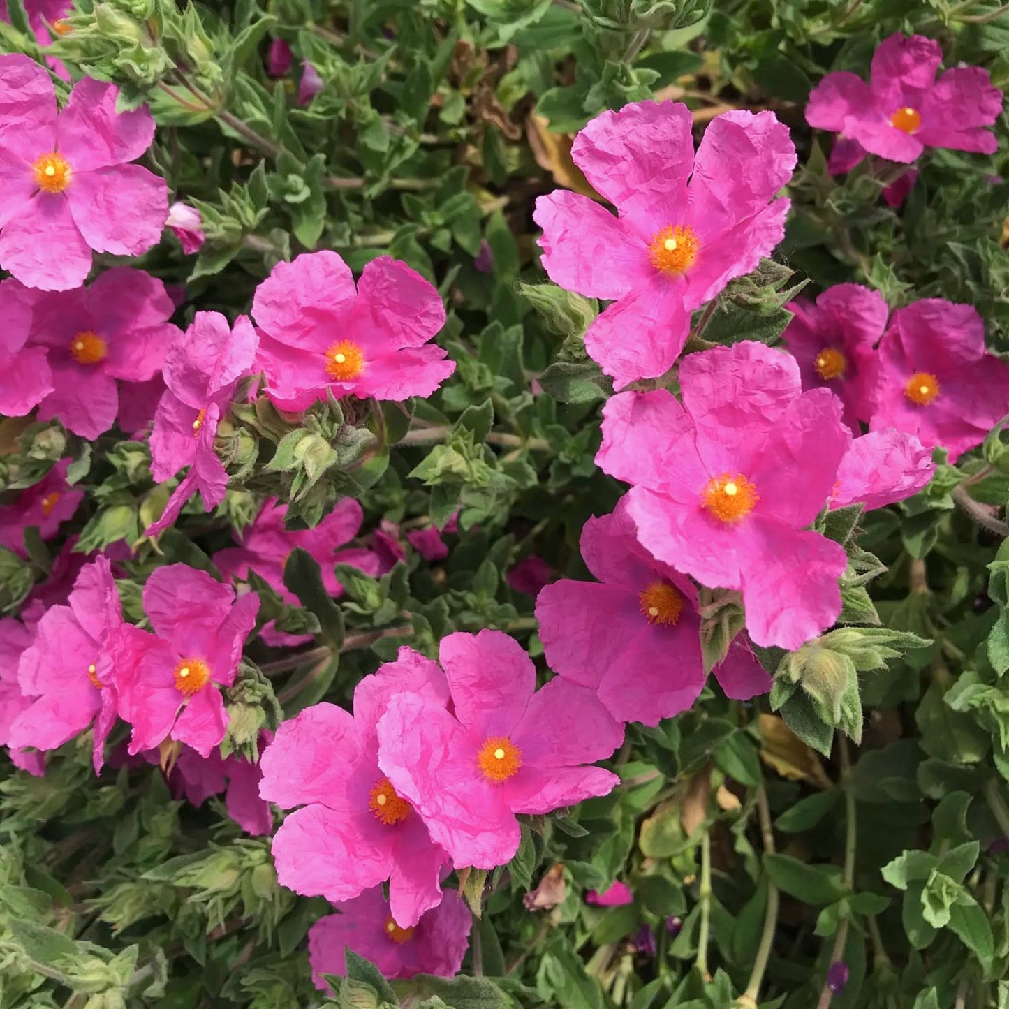 Cistus x pulverulentus 'Sunset'. Pink Rock Rose