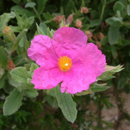 Cistus x pulverulentus 'Sunset'. Pink Rock Rose