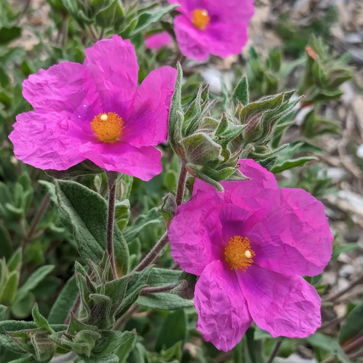 Cistus x pulverulentus 'Sunset'. Pink Rock Rose
