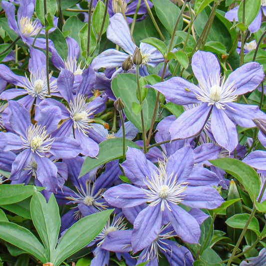 Clematis 'Arabella'
