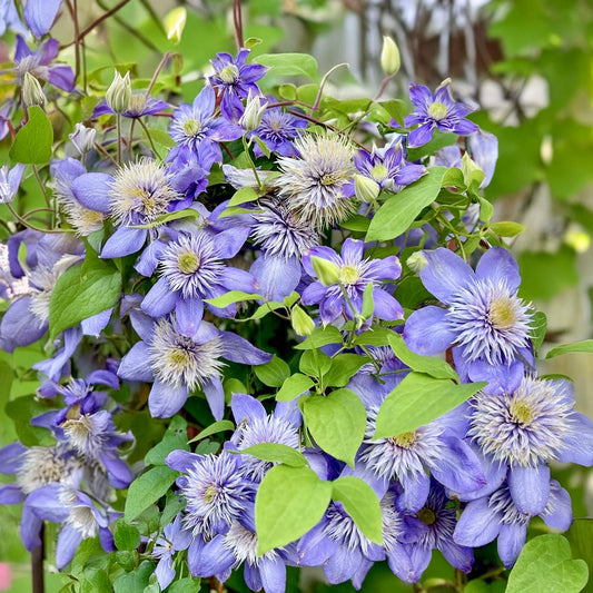 Clematis 'Blue Light'