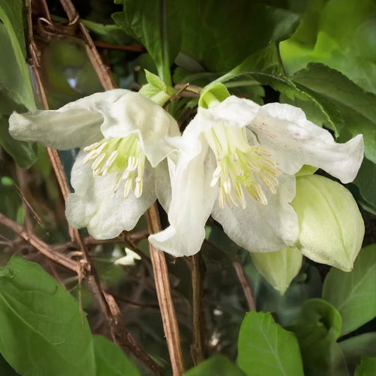 Clematis cirrhosa 'Jingle Bells'