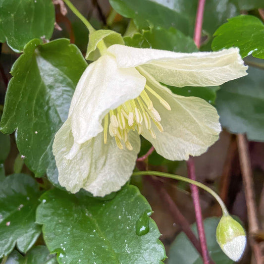 Clematis cirrhosa 'Wisley Cream'