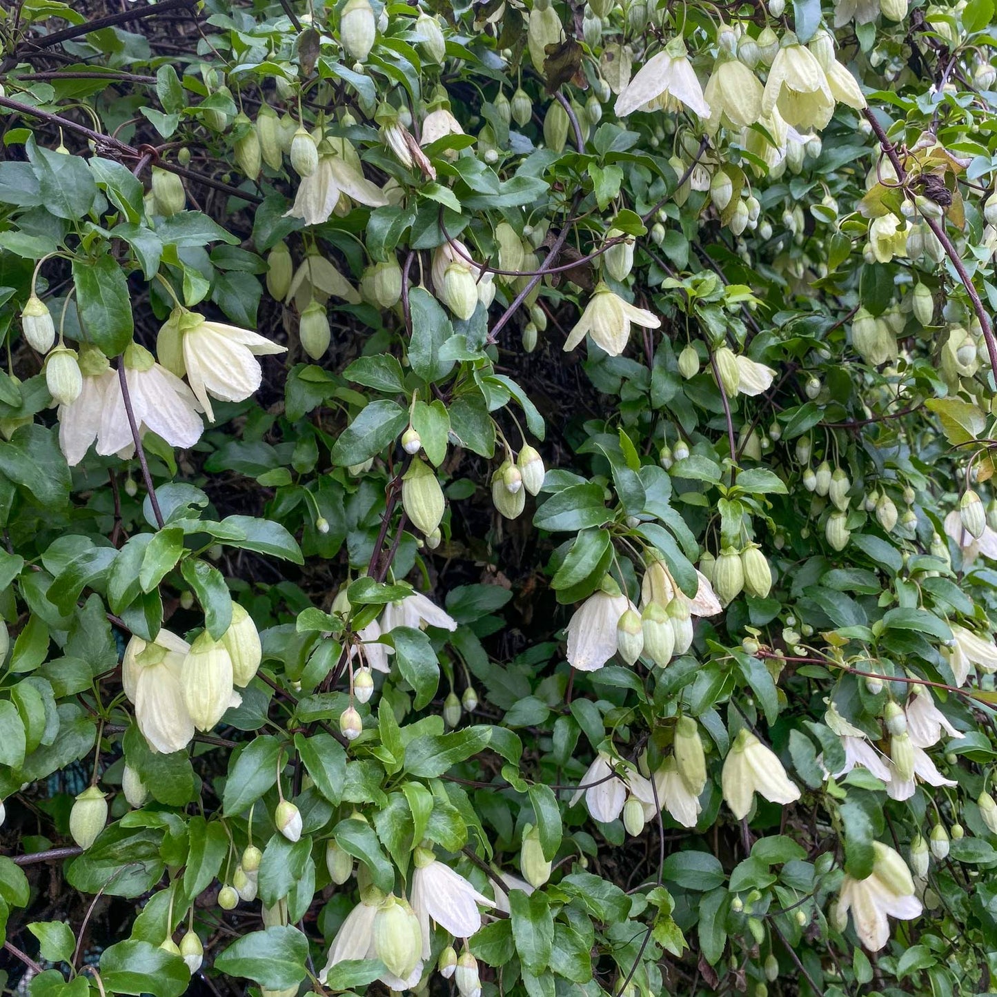 Clematis cirrhosa 'Wisley Cream'