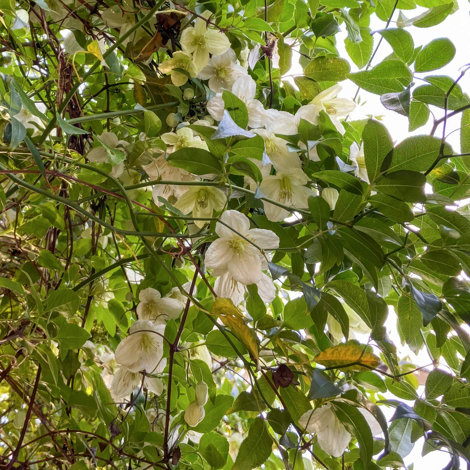 Clematis cirrhosa 'Wisley Cream'