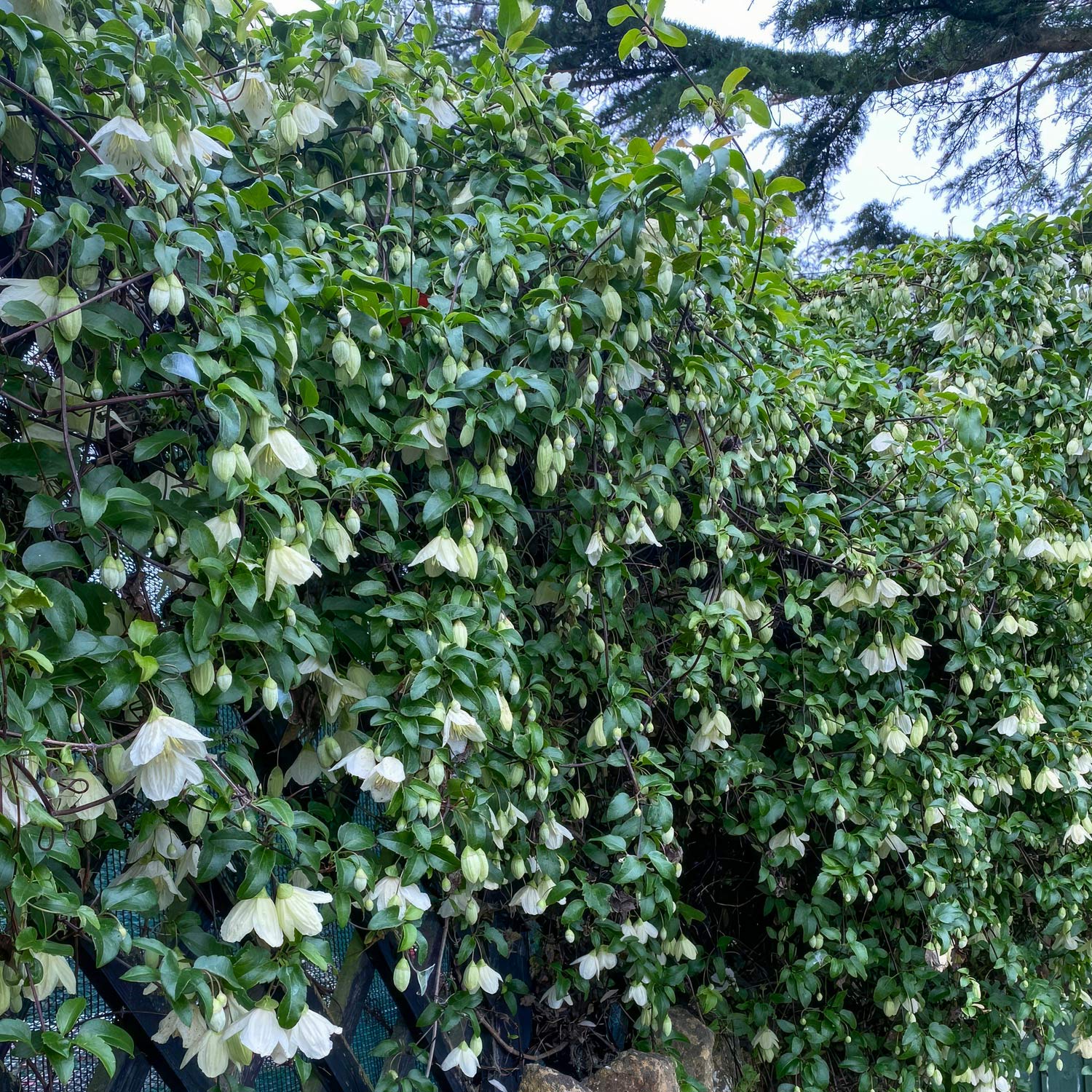 Clematis cirrhosa 'Wisley Cream'