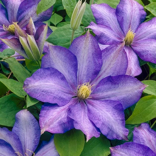 Clematis 'Daniel Deronda'