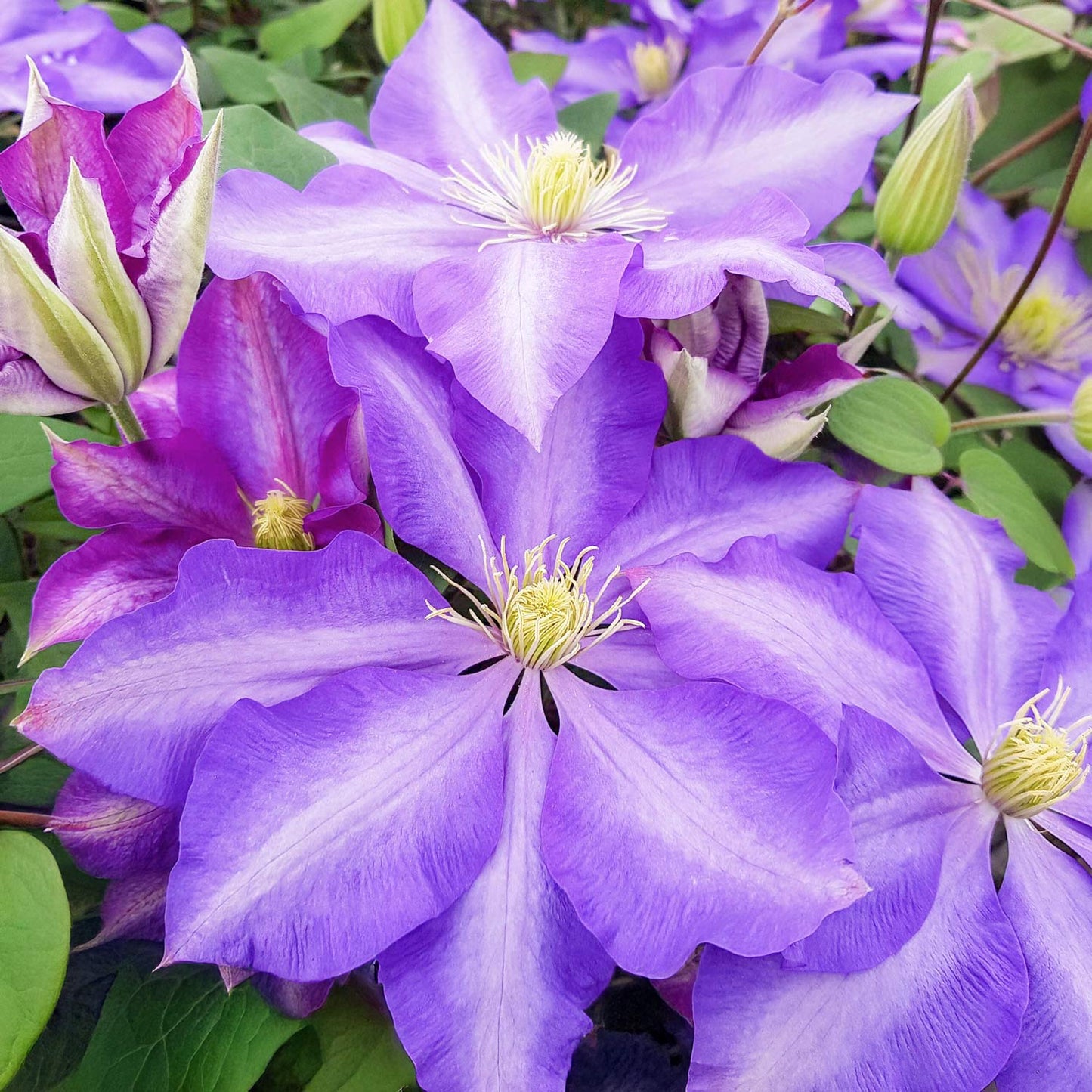 Clematis 'Daniel Deronda'