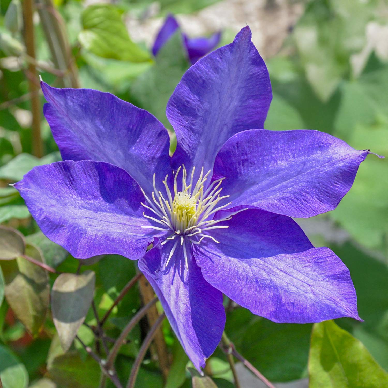 Clematis 'Daniel Deronda'
