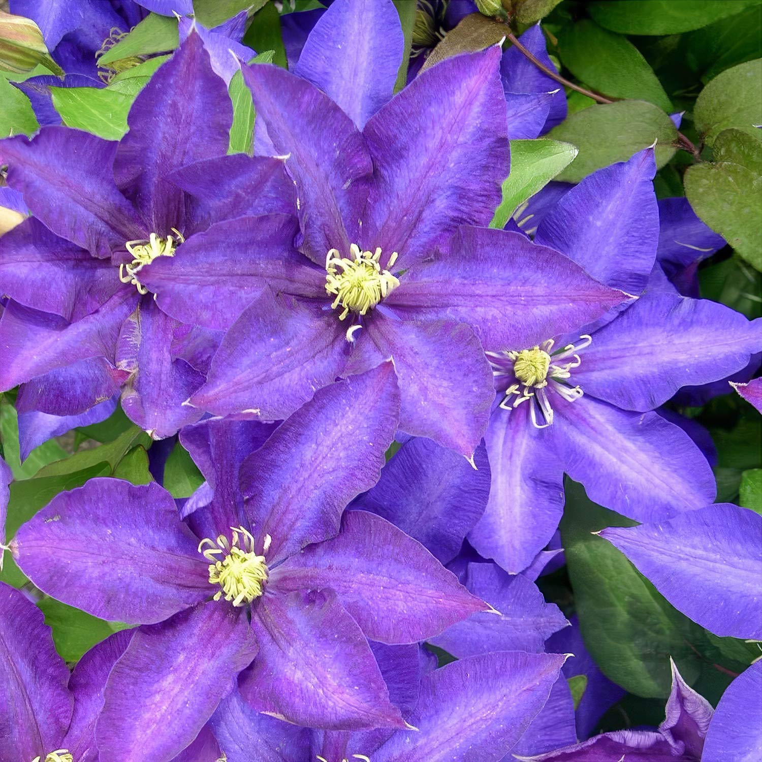 Clematis 'Daniel Deronda'