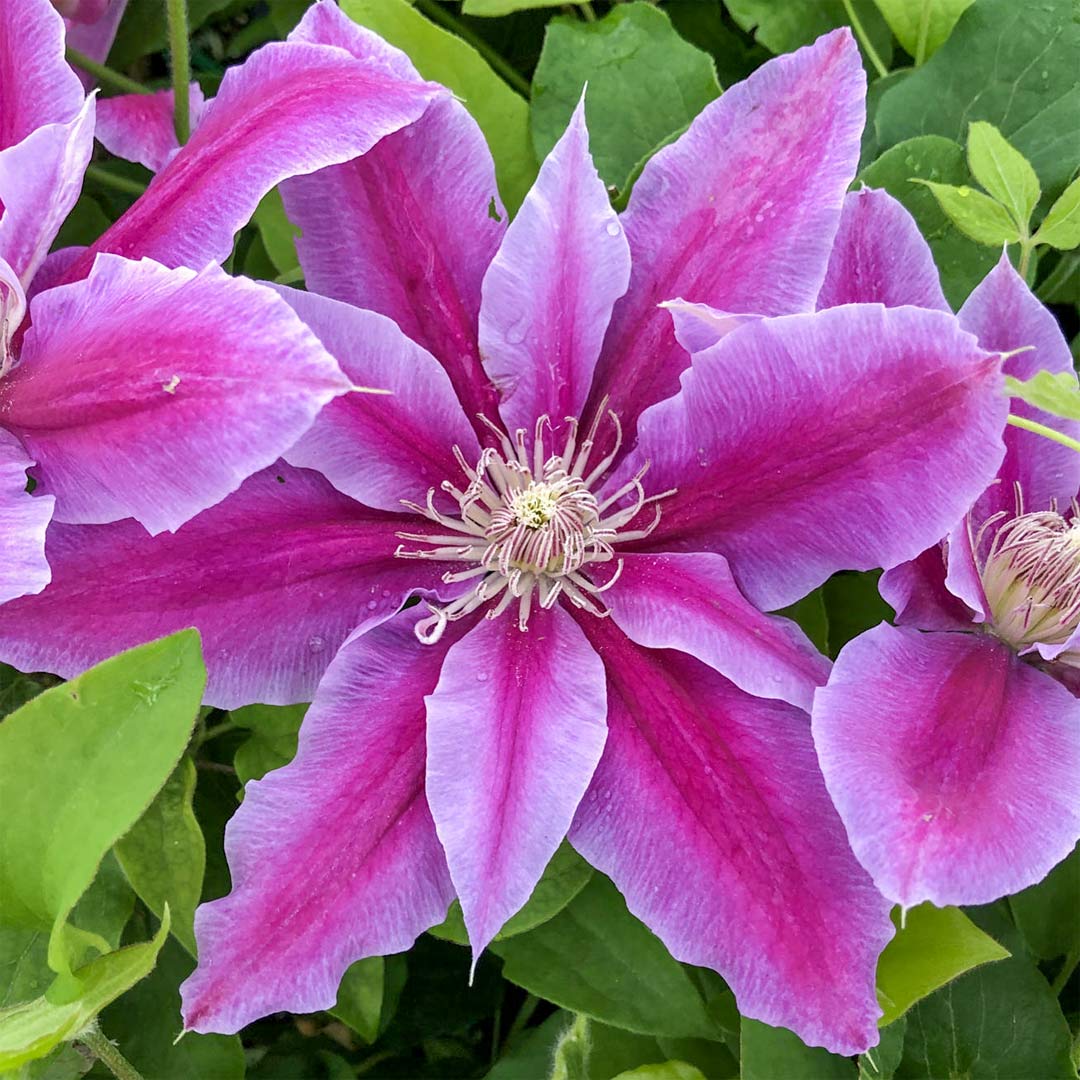Clematis 'Dr Ruppel' – Barnsdale Gardens