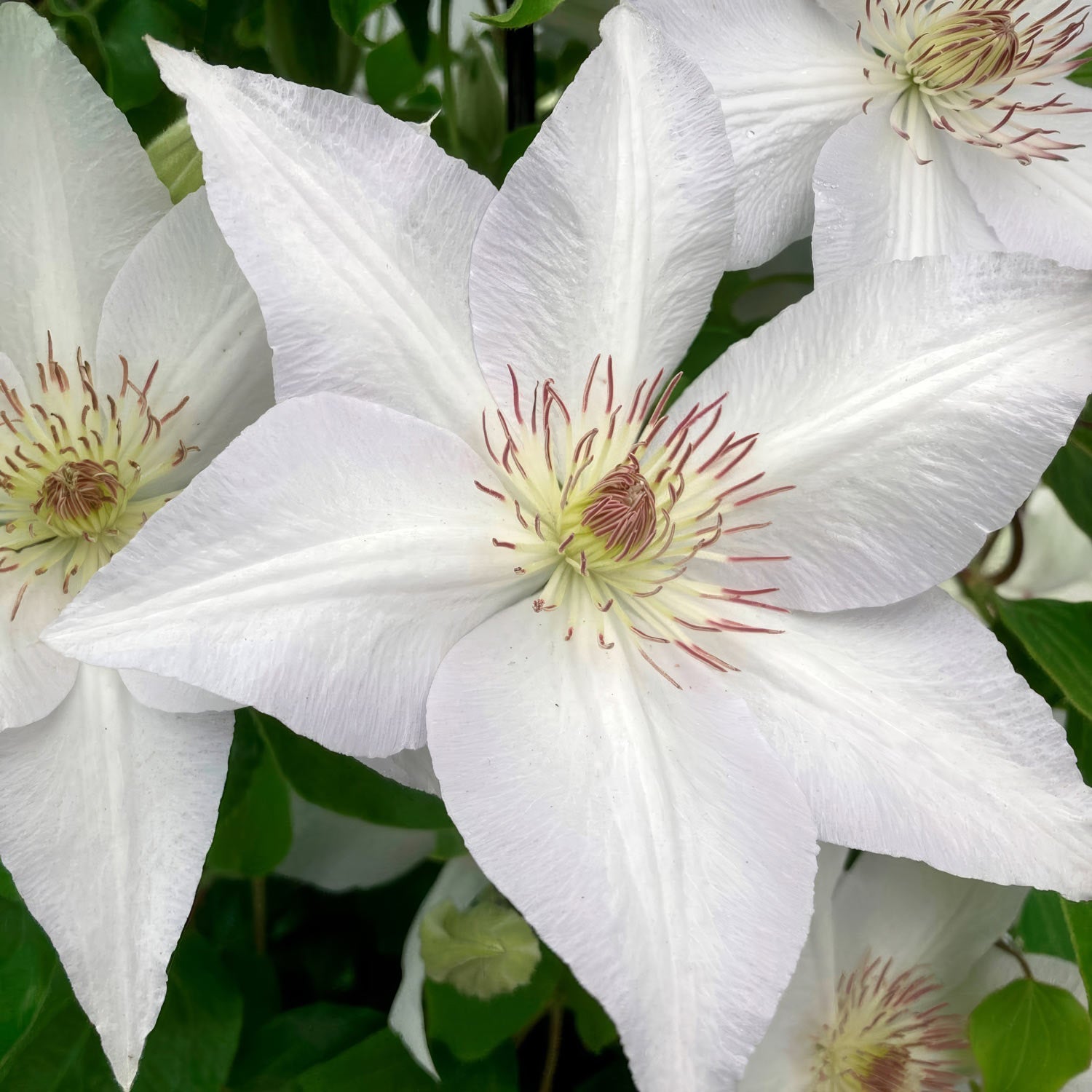 Clematis 'Guernsey Flute'