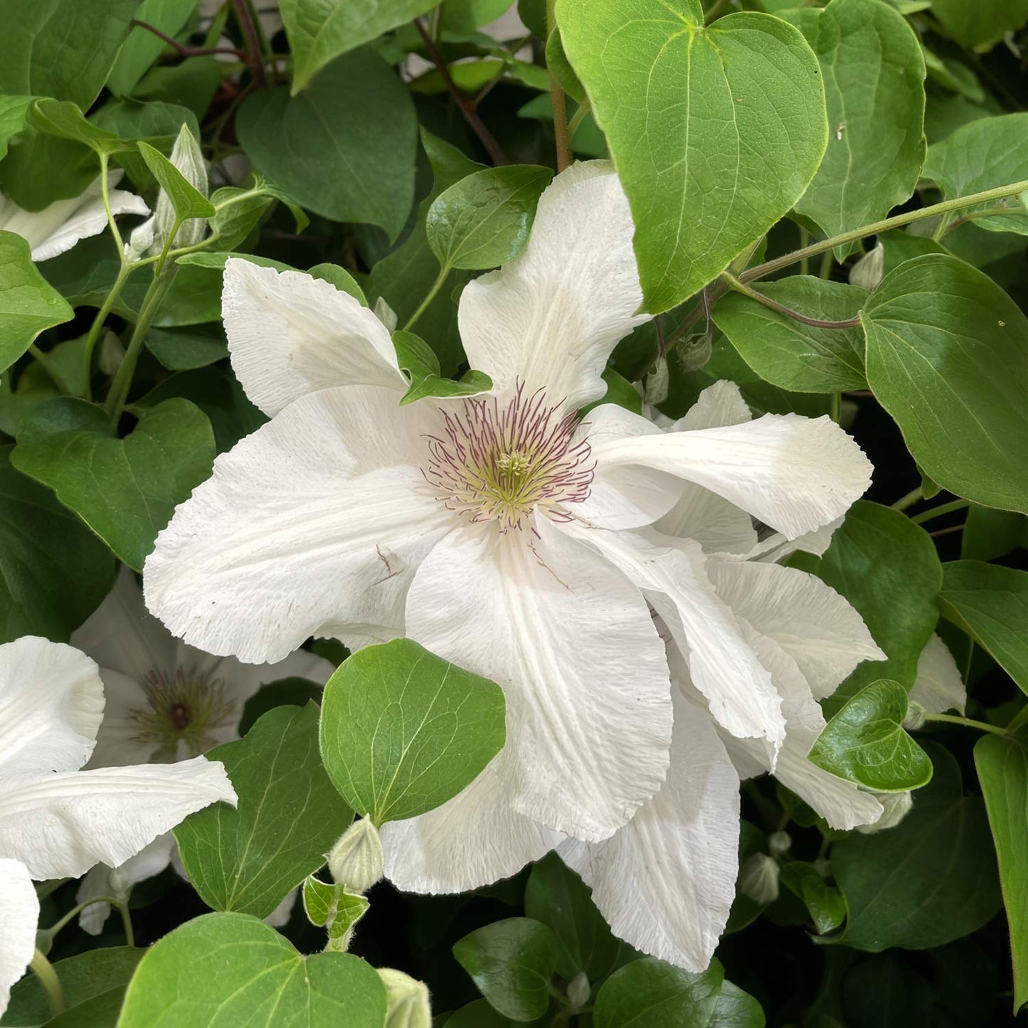 Clematis 'Guernsey Flute'