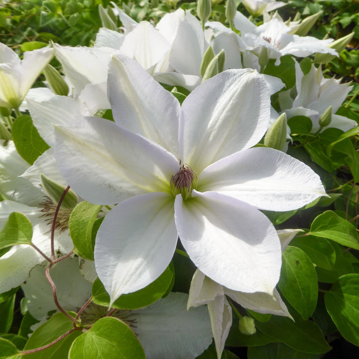 Clematis 'Guernsey Flute'