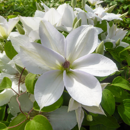 Clematis 'Guernsey Flute'