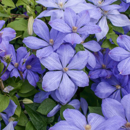 Clematis 'Mrs Cholmondeley'