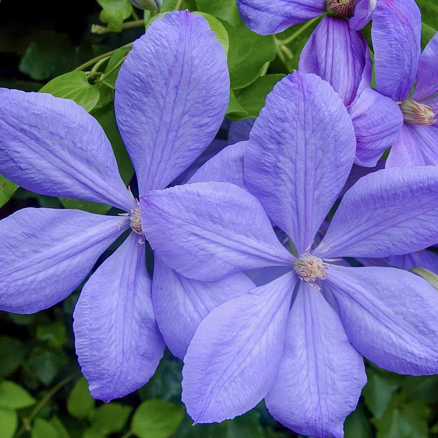 Clematis 'Mrs Cholmondeley'