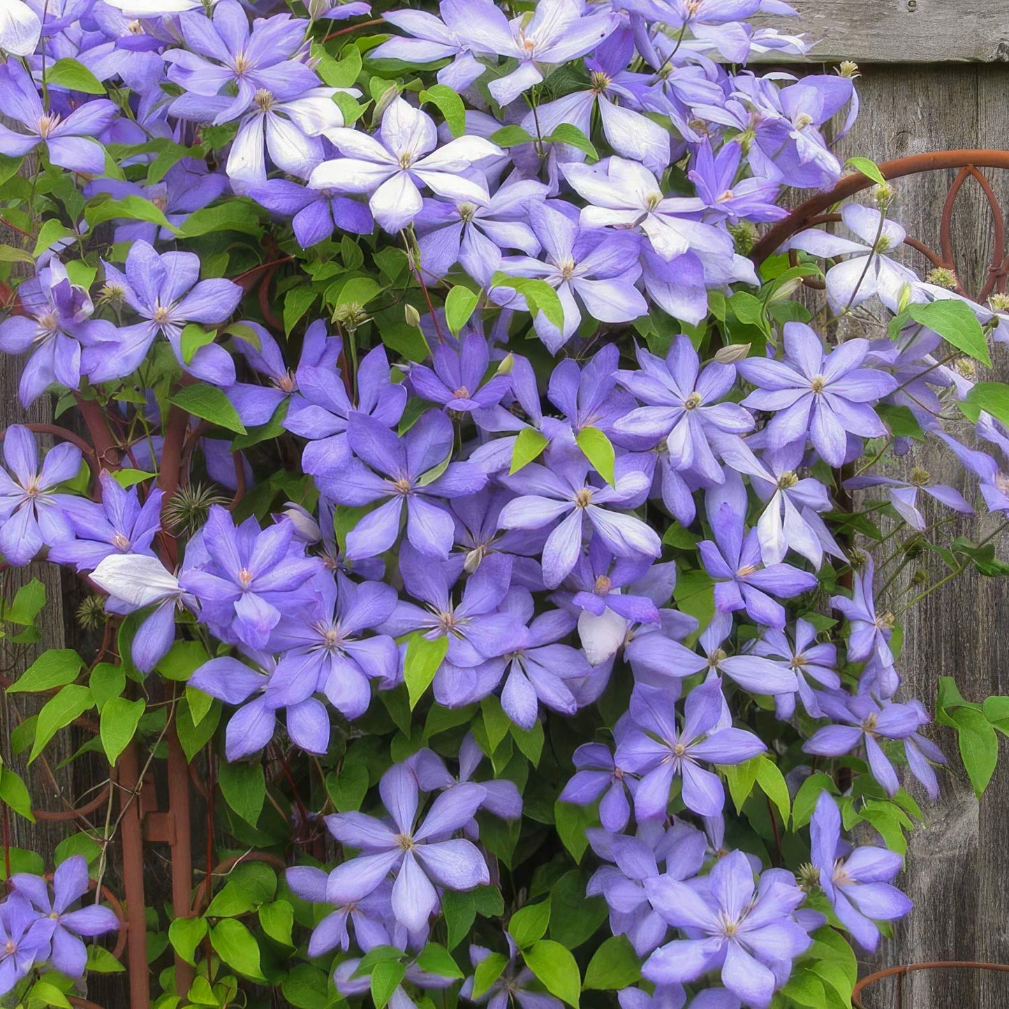 Clematis 'Mrs Cholmondeley'