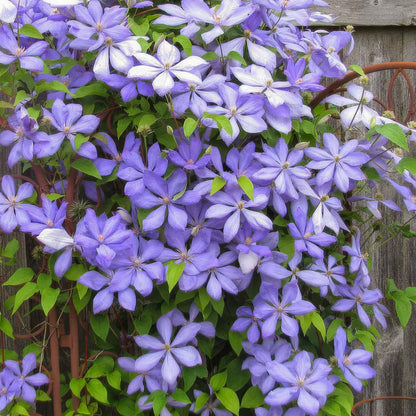 Clematis 'Mrs Cholmondeley'