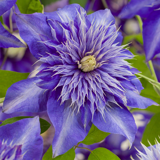 Clematis 'Multi Blue'