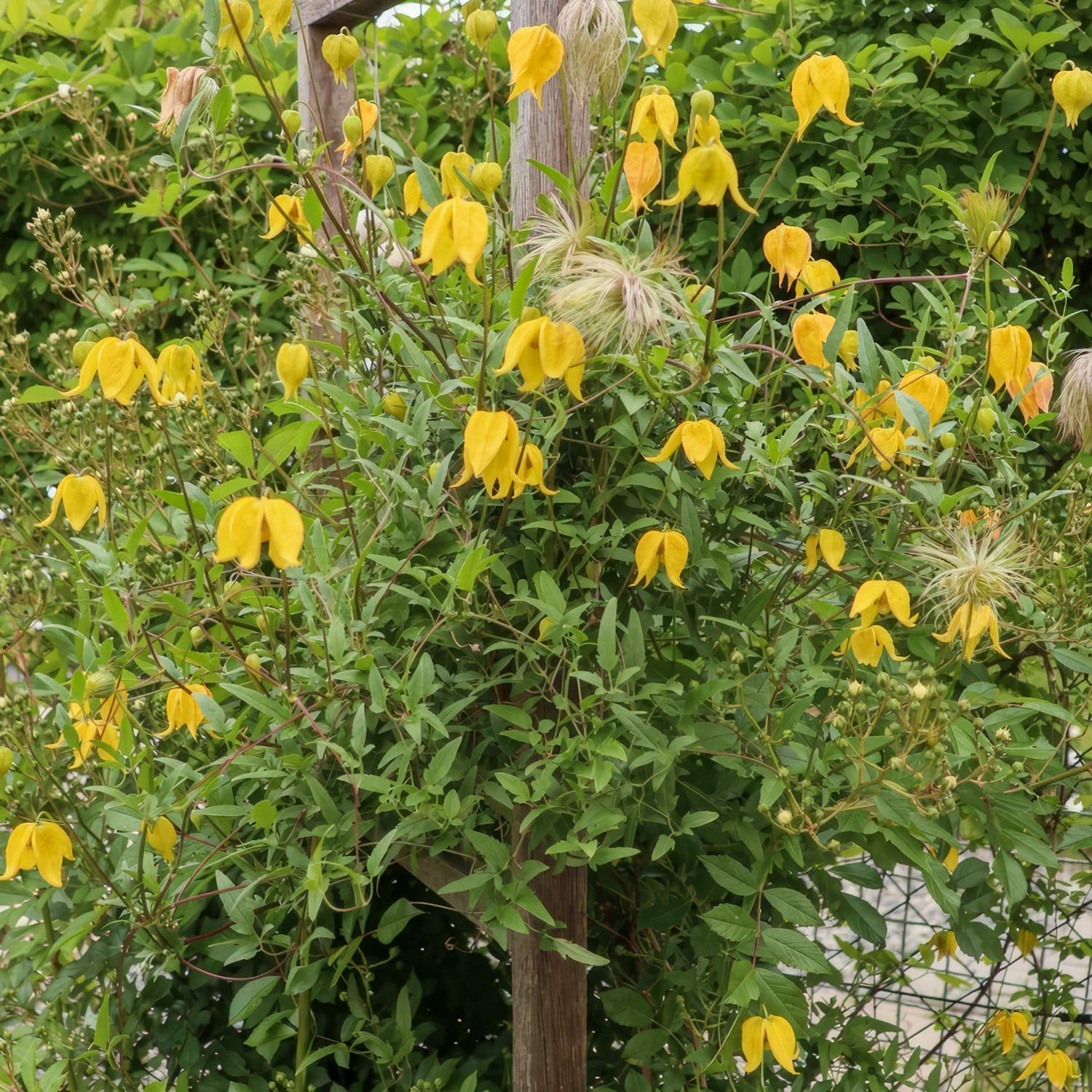Clematis tangutica