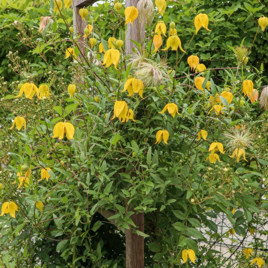 Clematis tangutica