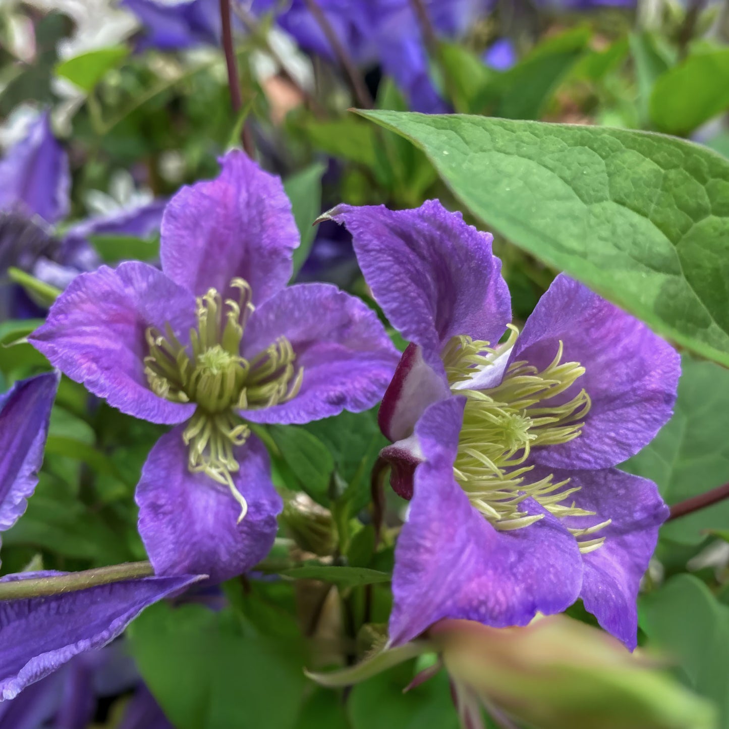 Clematis 'Prince William'