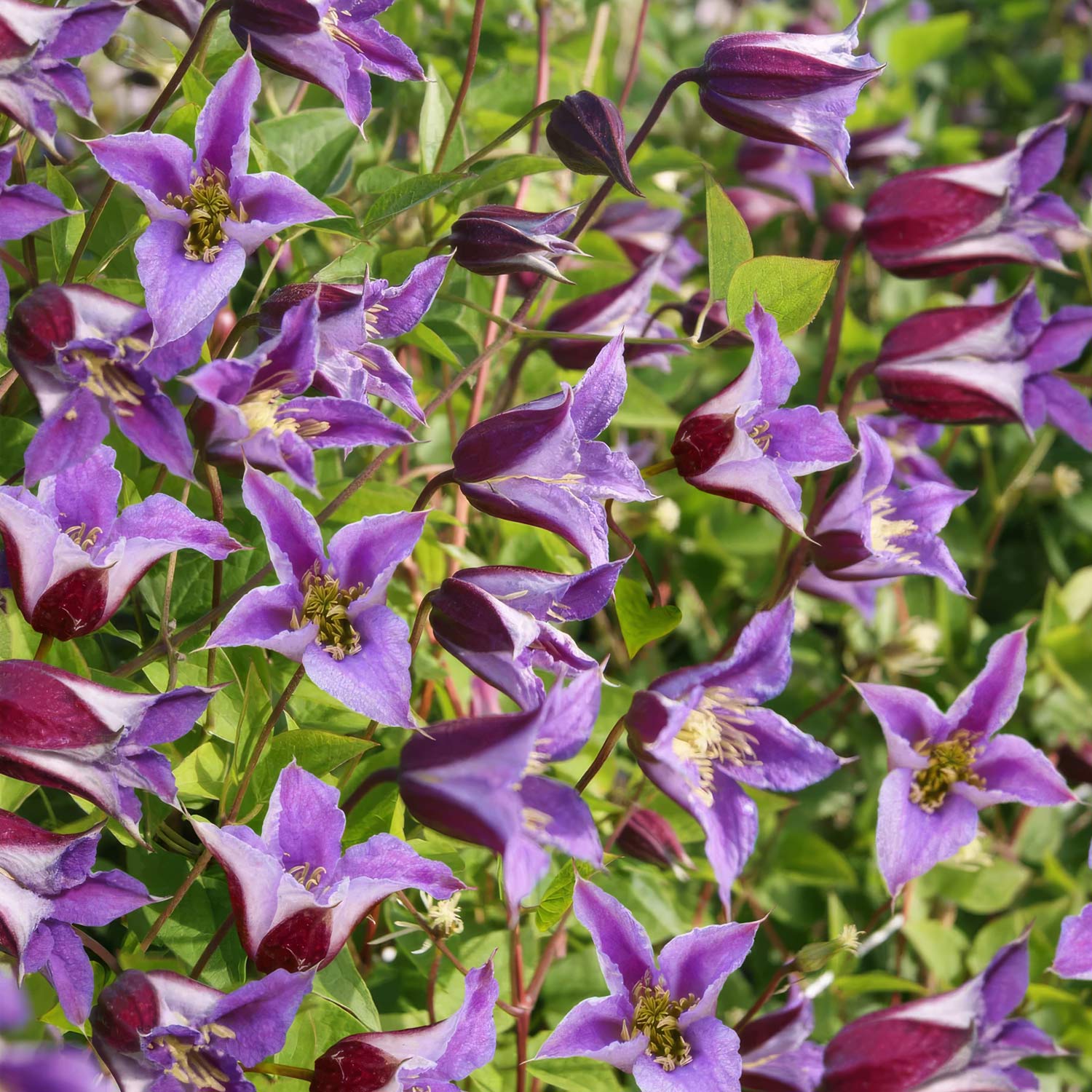 Clematis 'Prince William'
