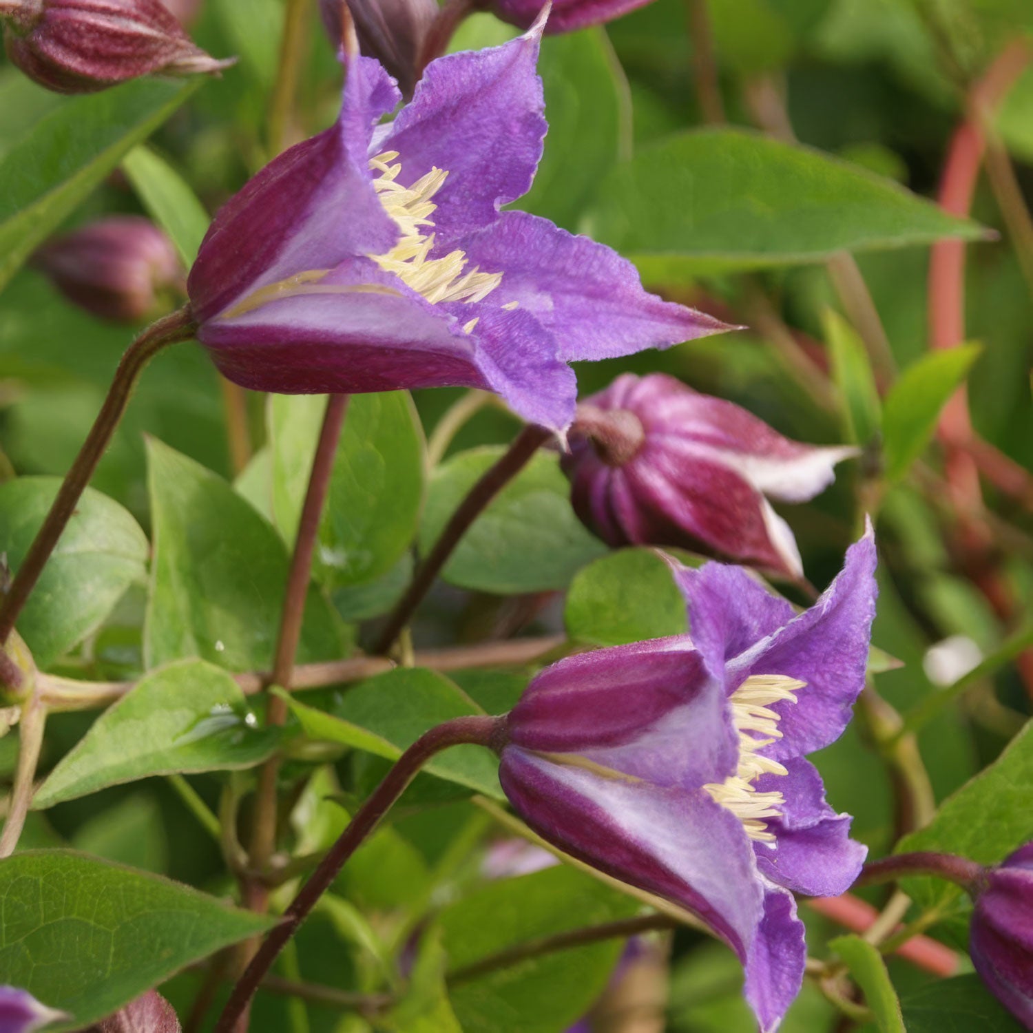Clematis texensis 'Prince William'