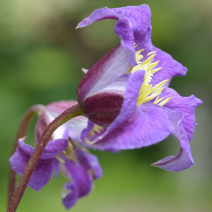 Clematis texensis 'Prince William'