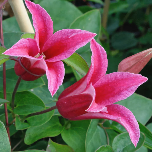 Clematis 'Princess Diana'. Two pink flowers with green leaves in the background