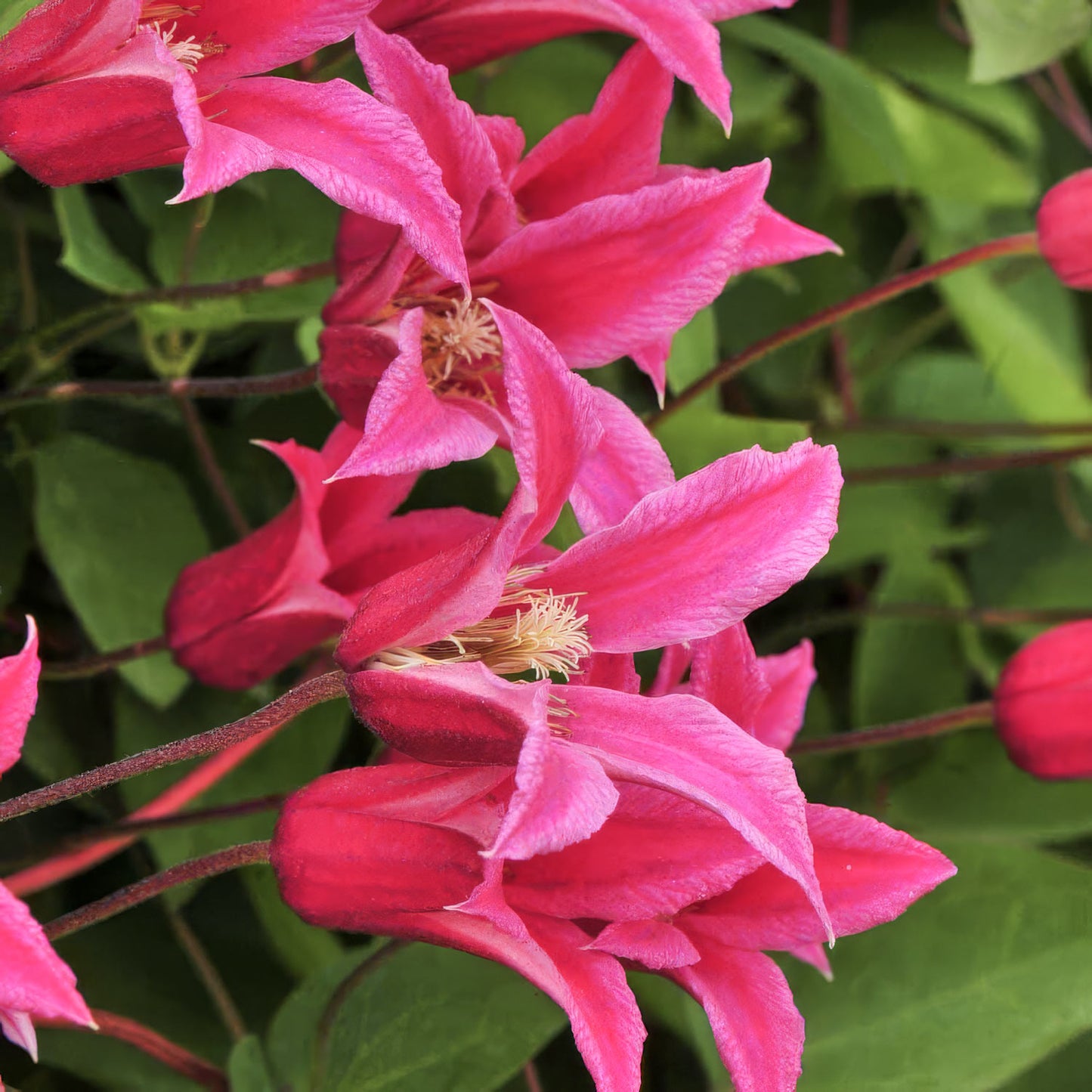 Clematis 'Princess Diana'. Close-up of pink flowers with green leaves in the background