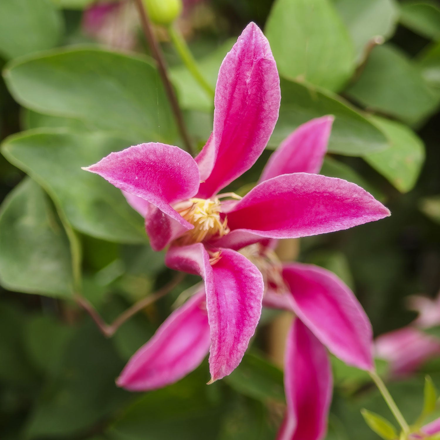 Clematis 'Princess Diana'. Close-up of a vibrant pink flower with green leaves in the background
