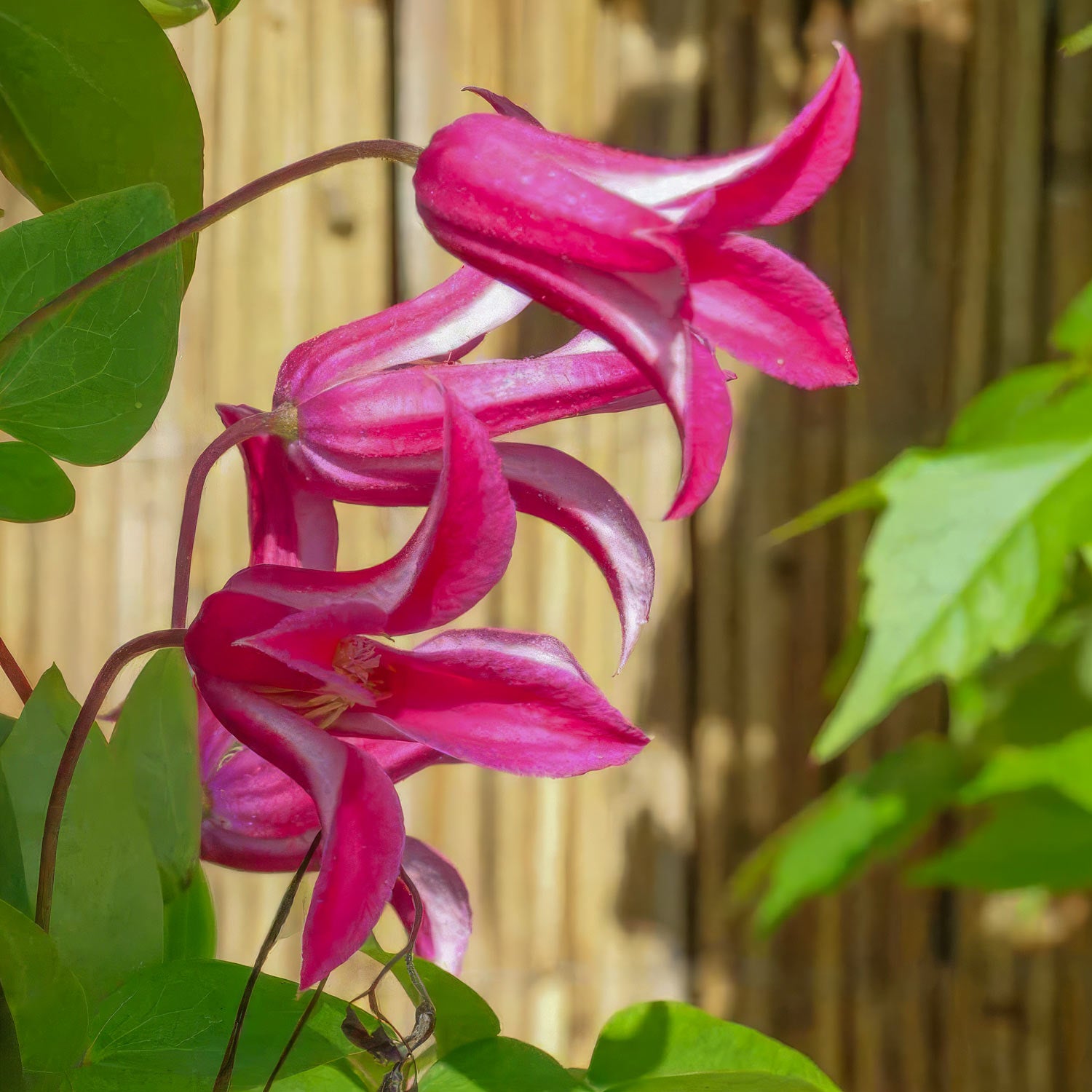 Clematis 'Princess Diana'. Close-up of pink flowers with green leaves against a wooden fence background