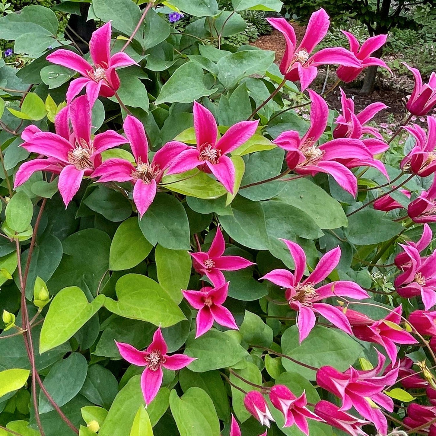 Clematis 'Princess Diana'. Pink flowers with green leaves in a garden setting