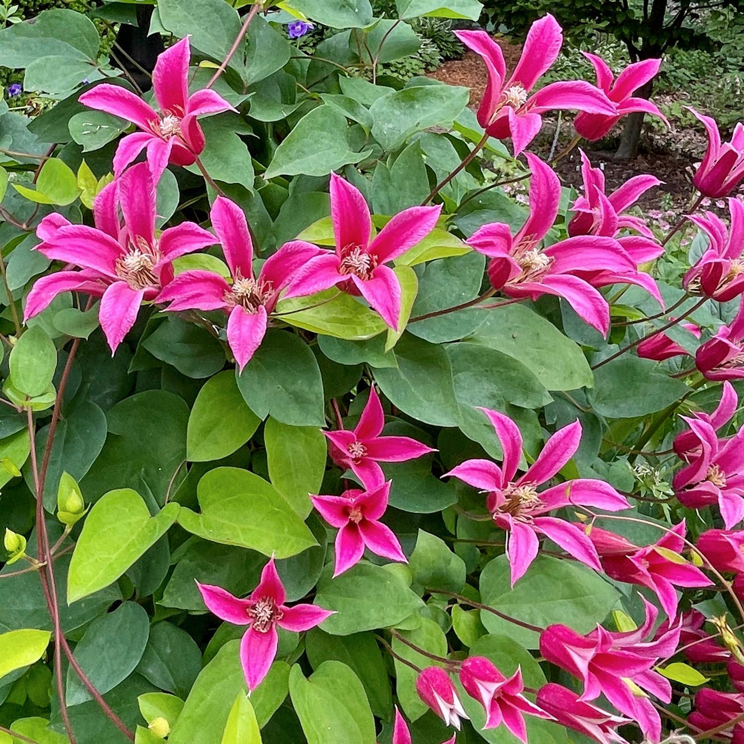 Clematis 'Princess Diana'. Pink flowers with green leaves in a garden setting