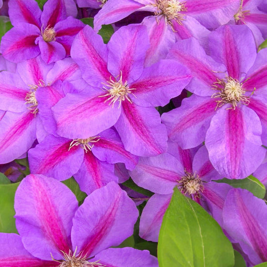 Clematis 'Vivienne Beth Currie'