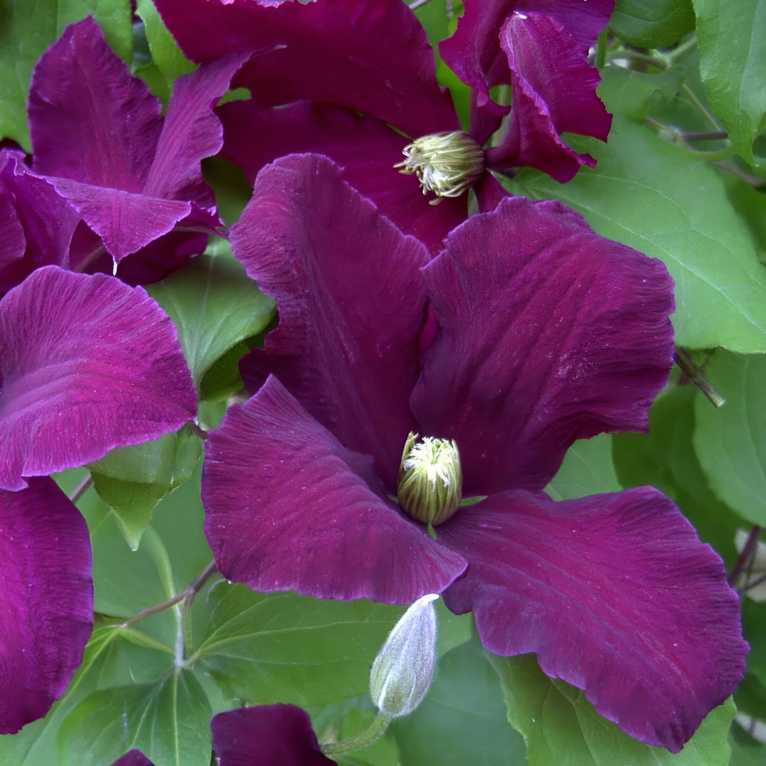 Clematis 'Warszawska Nike'