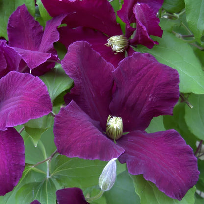 Clematis 'Warszawska Nike'