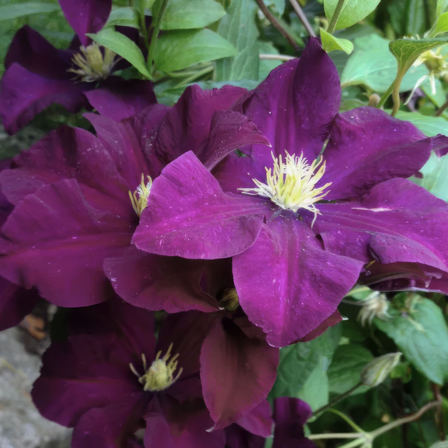 Clematis 'Warszawska Nike'