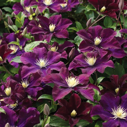 Clematis 'Warszawska Nike'
