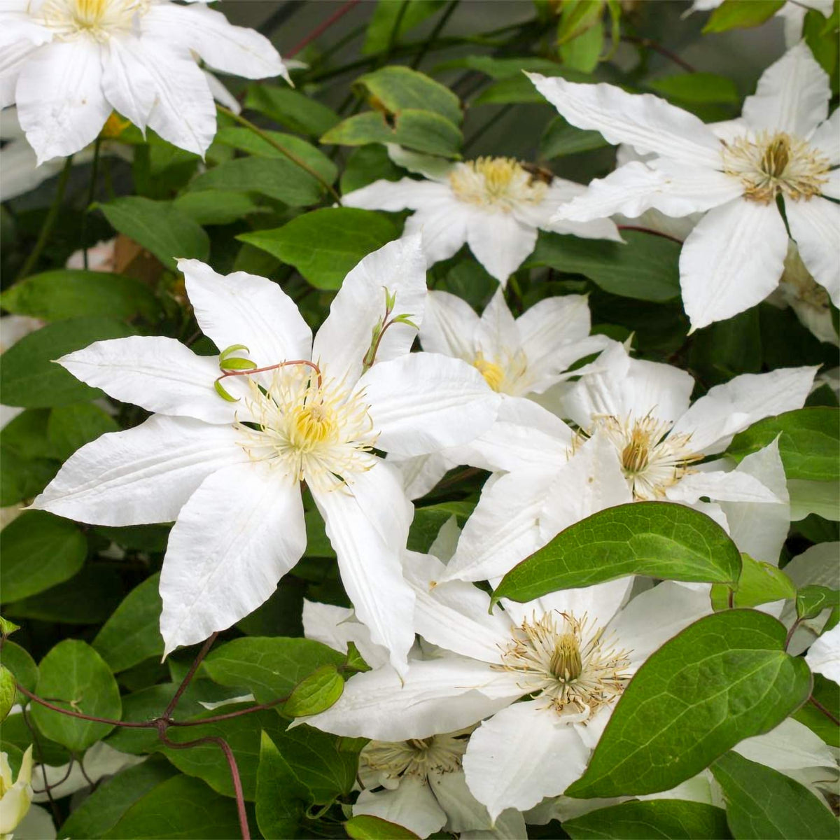Climtis Clematis 'White Arabella' | Pure White Climber | Barnsdale Gardens