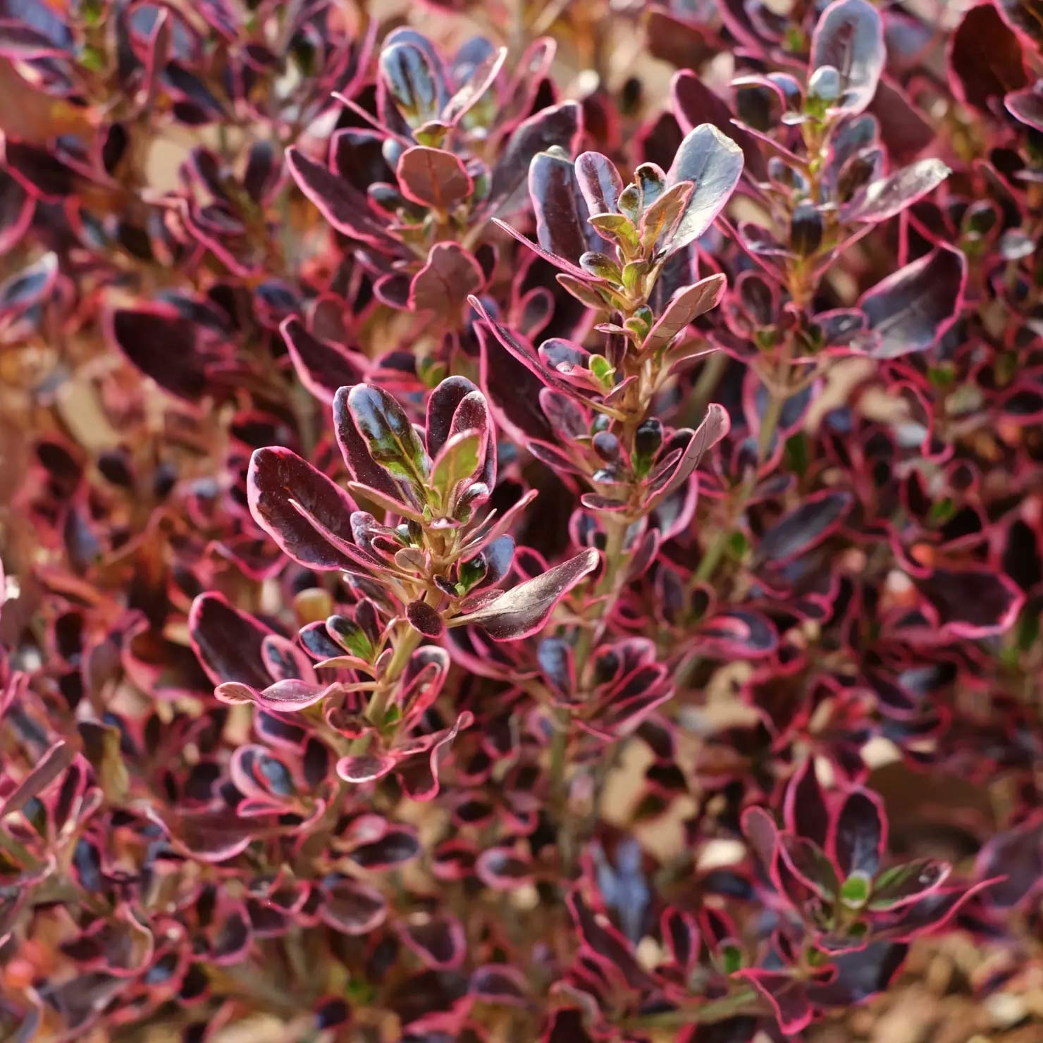 Coprosma repens 'Pacific Dawn'