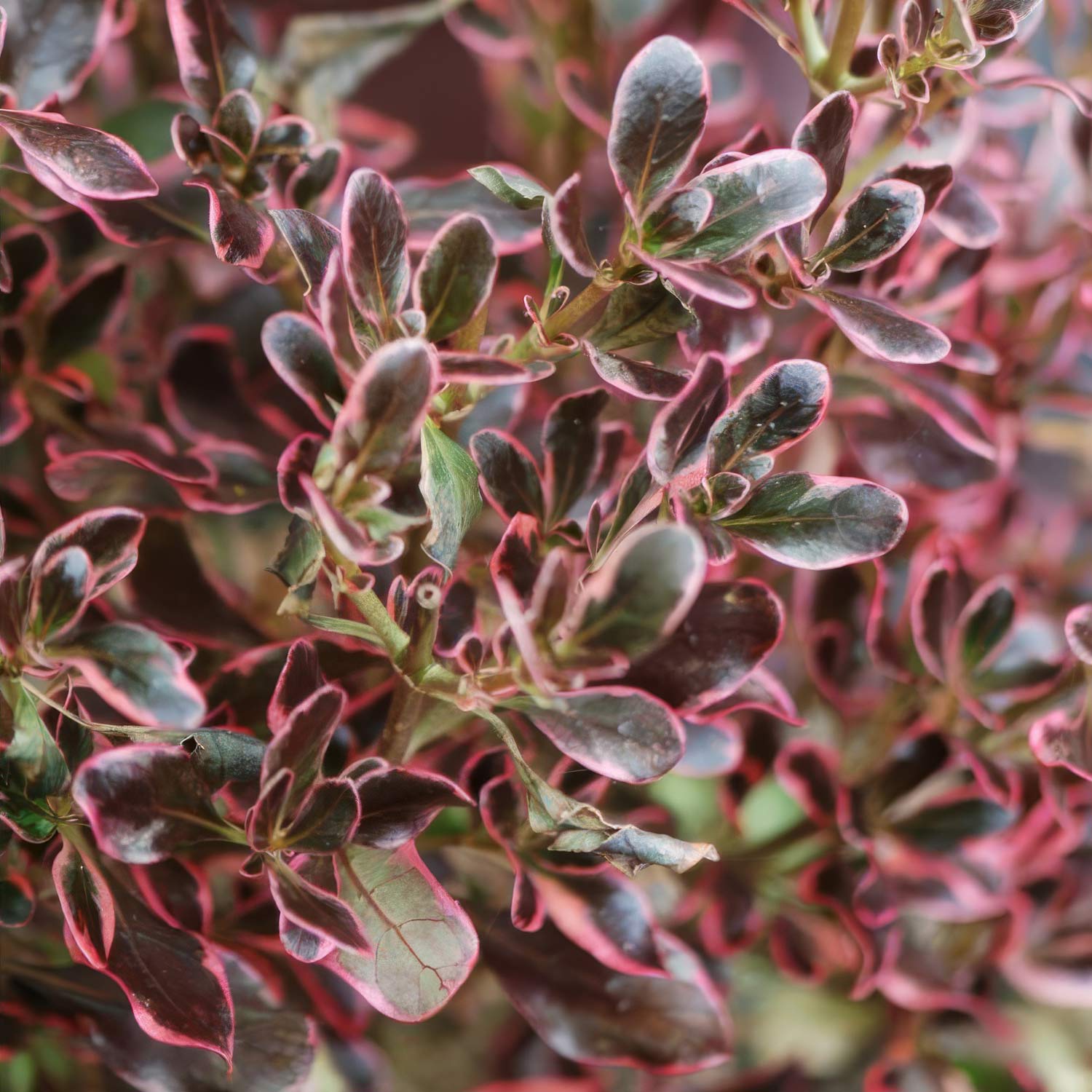 Coprosma repens 'Pacific Dawn'