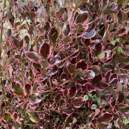 Coprosma repens 'Pacific Dawn'